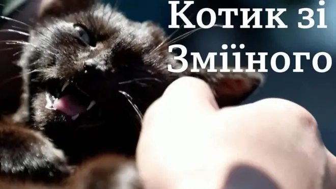 Кіт, що пережив окупацію на Зміїному острові