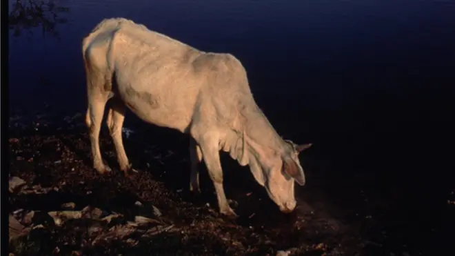 انڈیا کی بہت سی ریاستوں میں گائے کے نام پر نام نہاد گورکشکوں کے حملے جاری ہیں