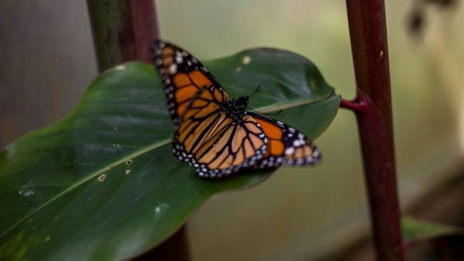 Mariposa monarca en Bogotá