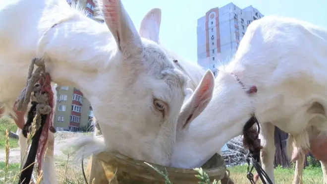 Кози з ферми полюбляють нишпорити сміттєвими баками біля висоток, через що мають не дуже добру репутацію серед сусідів