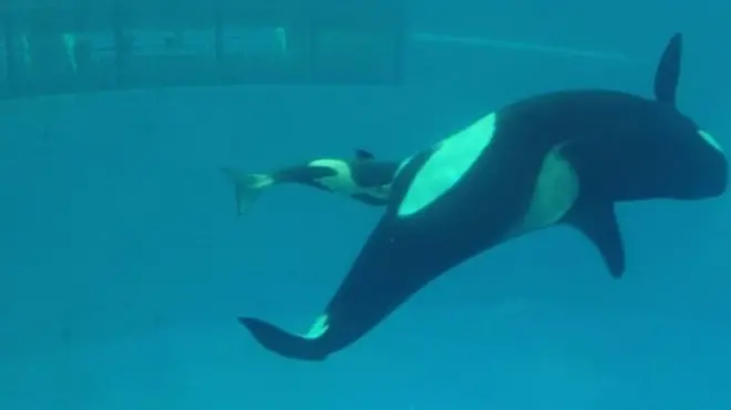 народження косатки