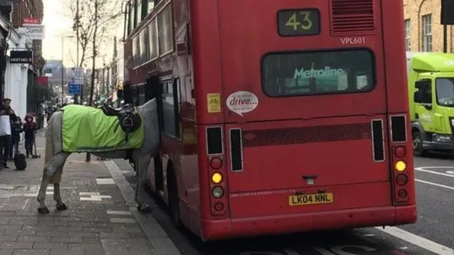 Police horse Invictor helps a man who collapsed on a bus