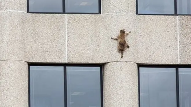 జంతువు, రాకూన్