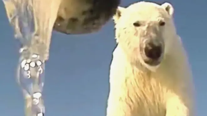 ध्रुवीय भालू