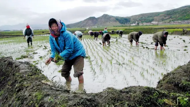 North Korean cooperative farm workers in Kilju county, North Hamgyong province,