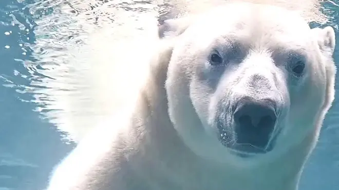 معدومی کا شکار جانور