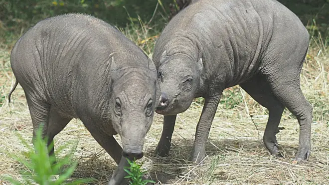 Usually found in the swamps and rainforests of Indonesian islands, babirusas have barrel-shaped bodies balanced on delicate, deer-like legs
