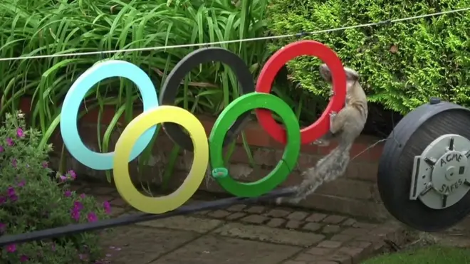 Olimpijske igre za veverice