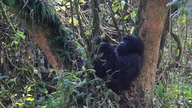 Восточная горилла