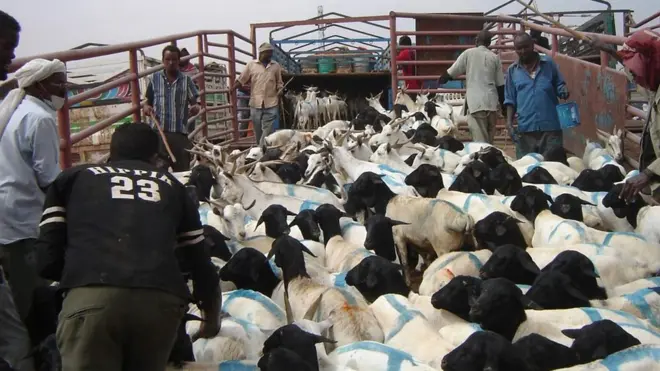 Hargeisa Livestock market