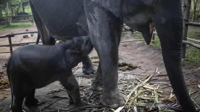 teenage and adult elephant