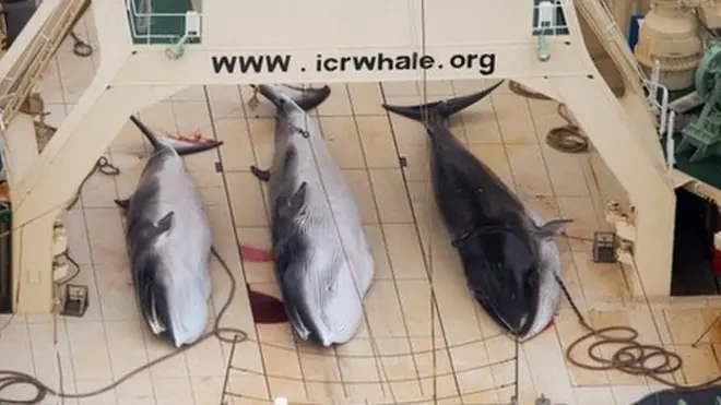 Зоозахисники назвали японську наукову програму з вилову малих смугачів "нелегальним полюванням"