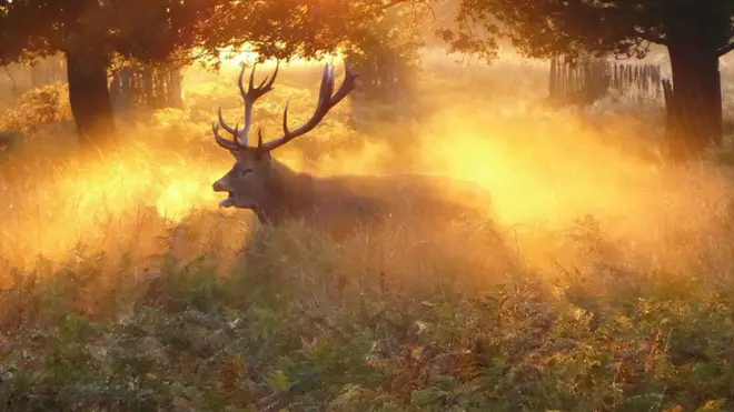 Verna Evans: "Chú hươu đực kêu lớn ở công viên Richmond Park, London, trong mùa giao hoan."