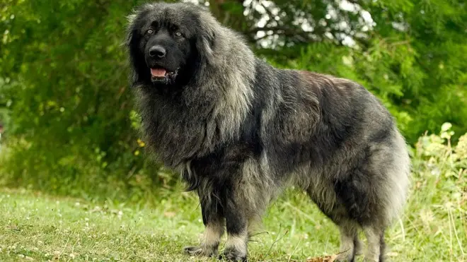 Југословенски овчарски пас ће добити новог газду.