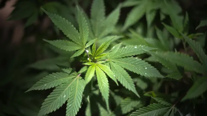 Leaves of a cannabis plant