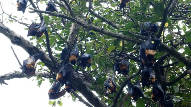 चमेरा नेपाल