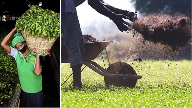 శ్రీలంక సేంద్రీయ వ్యవసాయం