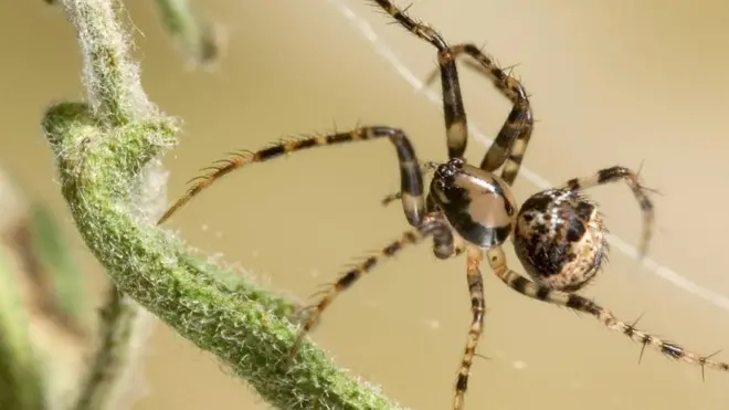 海盗蜘蛛（秘突腹蛛，拉丁学名 Ero sp）（图片来源: Stephen Dalton/naturepl.com）