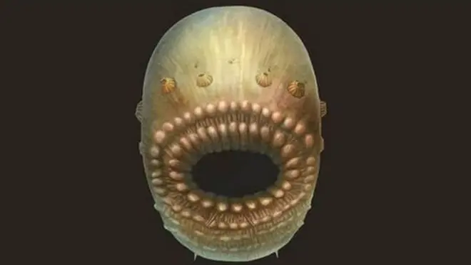 رسم مطور لكائن "ساكورايتوس" استناد إلى الحفرية الأصلية له