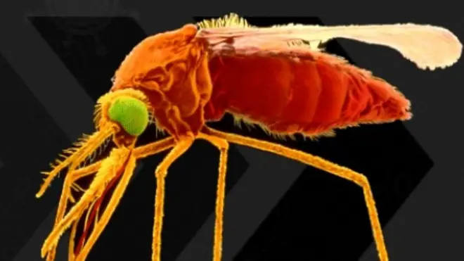 د ملاریا ناورغۍ سره د مبارزې د نړیوالې ورځې (اپریل ۲۵) په موخه د روغتیا نړیوال سازمان سږنی شعار" له ملاریا پرته نړۍ" غوره شوی دی.