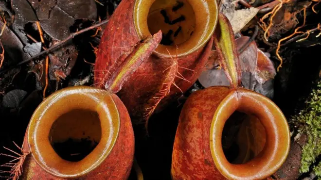 نبات الأبريق