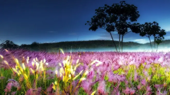 Golden Grass by Marcio Cabral