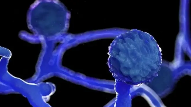 Dhukkubni yeroo meeshaa guuddisee mullisuun