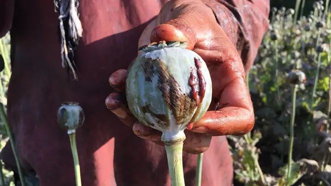 a famer holds an opium poppy