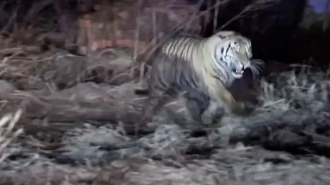 Амурский тигр