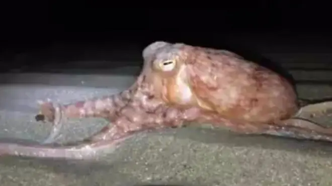 One of the octopuses caught on camera at New Quay