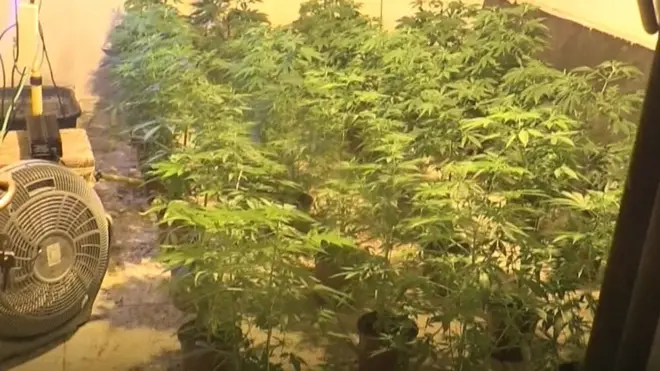 قوات مكافحة المخدرات الفلسطينية تضبط منذ مطلع العام الجاري آلاف الأشتال والمخدرات في مناطق الضفة الغربية.