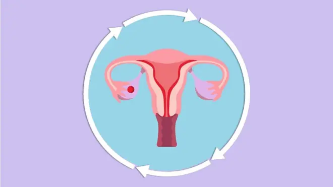 El ciclo menstrual es un fenómeno tan natural como respirar o digerir.