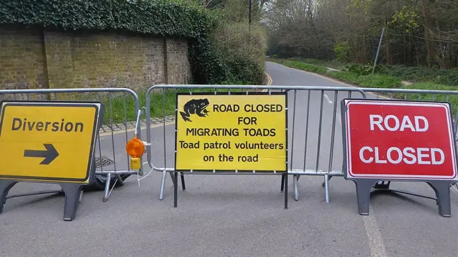 वर्ना इवांस अपनी इस तस्वीर के बारे में कहती हैं कि ये मार्ग अवरोधक लंदन के हैम कॉमन के इलाके में खड़ा किया गया था. दिलचस्प बात ये बैरियर हर साल मेंढकों के लिए खड़े किए जाते हैं, जब वे अपने प्रजनन की जगह पर पहुंचने के लिए इस रास्ते से गुजरते हैं