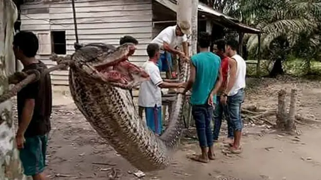 చనిపోయిన కొండచిలువ