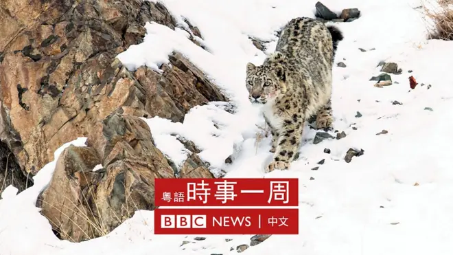 喜馬拉雅山雪豹