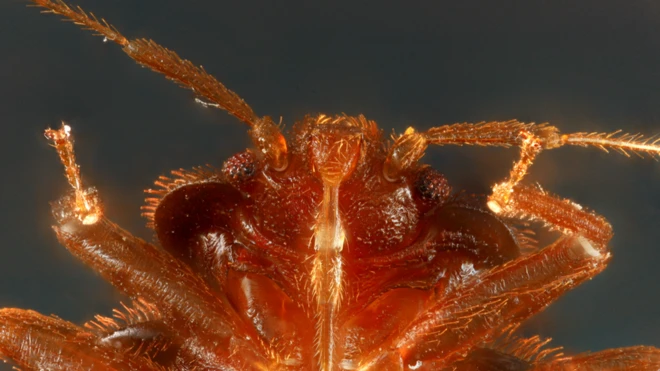 Istraživanje je trajalo 15 godina