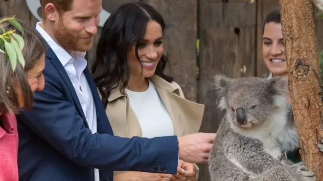 Меган нашла двух коал, названных в честь них с мужем, "очень милыми"