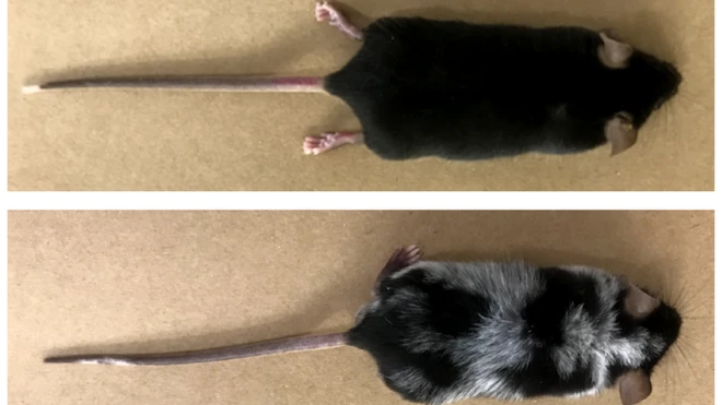 Ratos usados em testes no Brasil