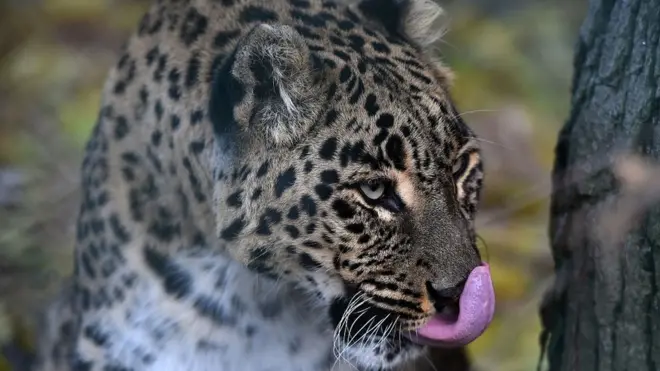 तेंदुए को बचाया गया