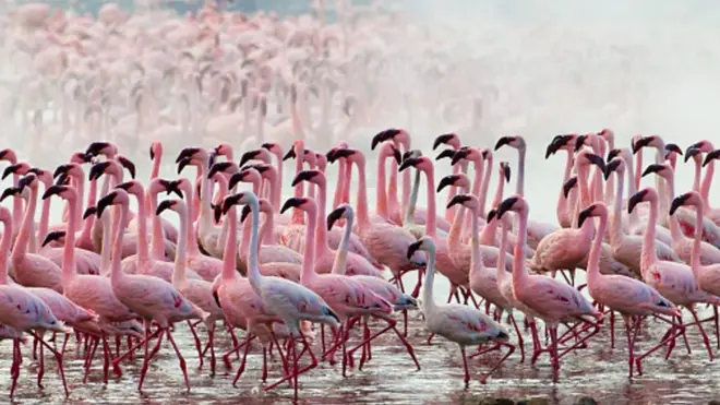 فلامینگوها، هدف سم و سرب، از میانکاله تا یونان