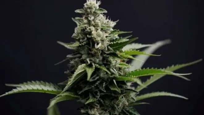 गांजा, अमली पदार्थ