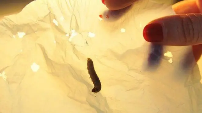 प्लास्टिक खाने वाला कीड़ा