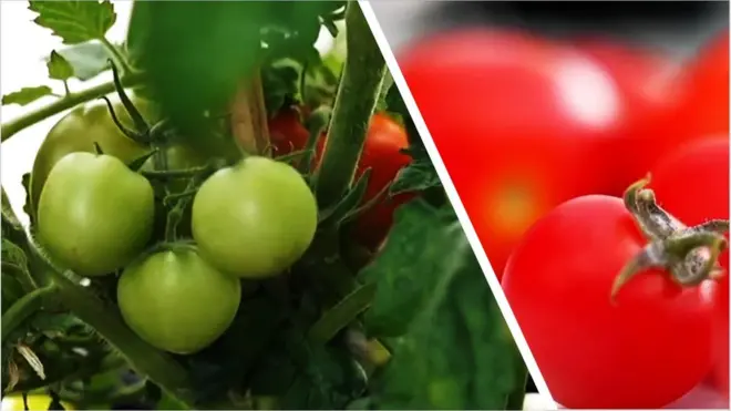 హైటెక్ టొమాటోలు.. ఎలా పండిస్తున్నారో చూడండి