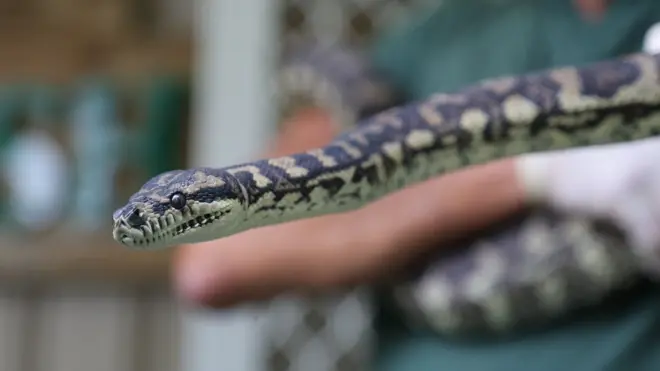 Un python de la jungle après réhabilitation