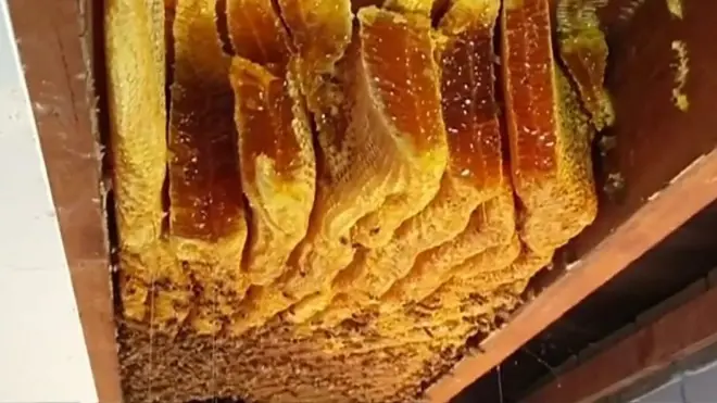 Бджолині стільники