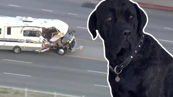 Одна из собак выпрыгнула из фургона во время движения.