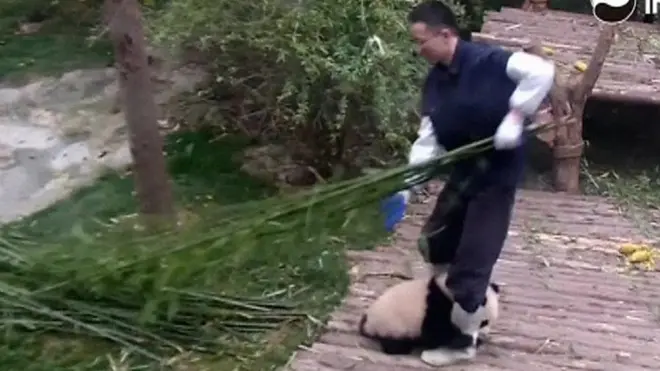 Panda