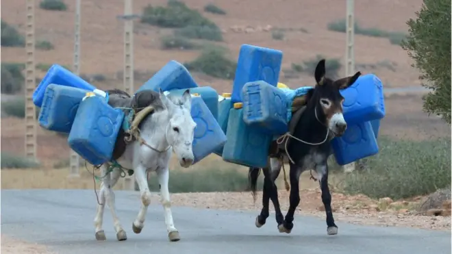 Donkeys can be collateral damage in the efforts against fuel smuggling from Algeria to Morocco