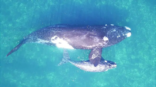Los científicos esperan usar el nuevo método para evaluar los impactos del acoso de gaviotas cocineras, que se alimentan de la piel y grasa de las ballenas vivas. (Imagen obtenida con los correspondientes permisos de investigación).