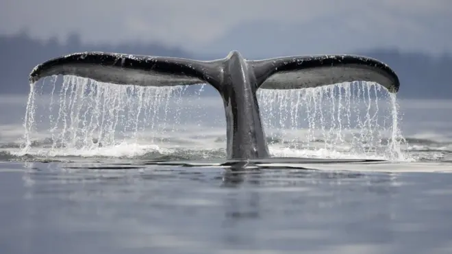 Whales are known for being the largest and most intelligent creatures in the ocean.